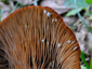 Lactarius rubrocinctus