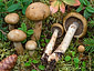 Cortinarius subtortus