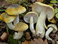 Tricholoma sejunctum