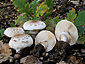 Chlorophyllum brunneum