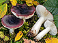 Russula laccata