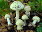 Amanita citrina