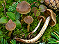 Cortinarius angelesianus