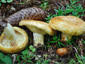 Lactarius scrobiculatus