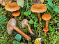 Lactarius duplicatus