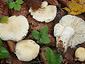 Russula raoultii