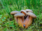 Lactarius fennoscandicus