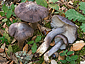 Entoloma bloxamii