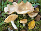 Russula fulvograminea