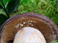 Lactarius subcircellatus