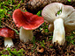 Russula aquosa