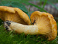 Cantharellus cibarius