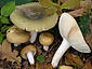 Russula heterophylla