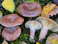 Lactarius hysginus