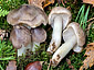 Tricholoma portentosum