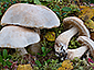 Leccinum holopus