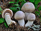 Cortinarius caperatus