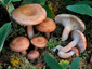 Lactarius torminosulus