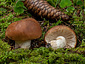 Russula mustelina