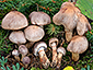 Cortinarius spilomeus