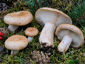 Lactarius musteus