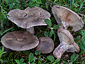 Lactarius cistophilus