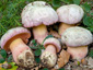 Boletus pulchrotinctus