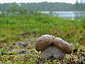 Boletus edulis