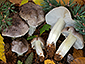 Tricholoma portentosum