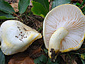Hygrophorus chrysodon