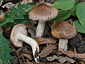 Hygrophorus arbustivus