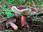 Russula queletii