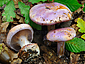 Cortinarius sodagnitus