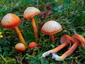 Hygrocybe coccinea