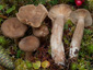 Lactarius fuliginosus