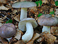 Russula cyanoxantha