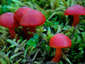 Hygrocybe coccinea