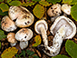 Hygrophorus poetarum