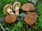 Suillus cavipes