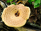 Polyporus squamosus