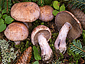 Cortinarius variecolor