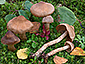 Cortinarius raphanoides