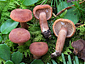 Lactarius camphoratus