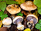 Cortinarius molochinus