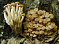 Armillaria tabescens