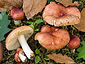 Russula lutensis