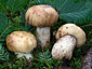 Russula illota