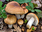 Russula melliolens