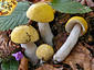 Russula risigallina