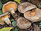 Lactarius quieticolor